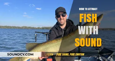 Attracting Fish with Sound: Techniques to Enhance Your Fishing Success