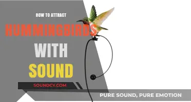 Attract Hummingbirds with Sound: Tips for Creating a Musical Garden