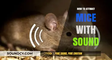 Attracting Mice: The Power of Sound