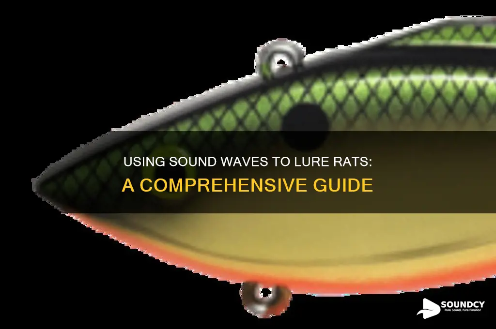 how to attract rats with sound