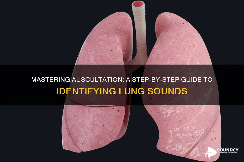 how to auscletate lung sounds