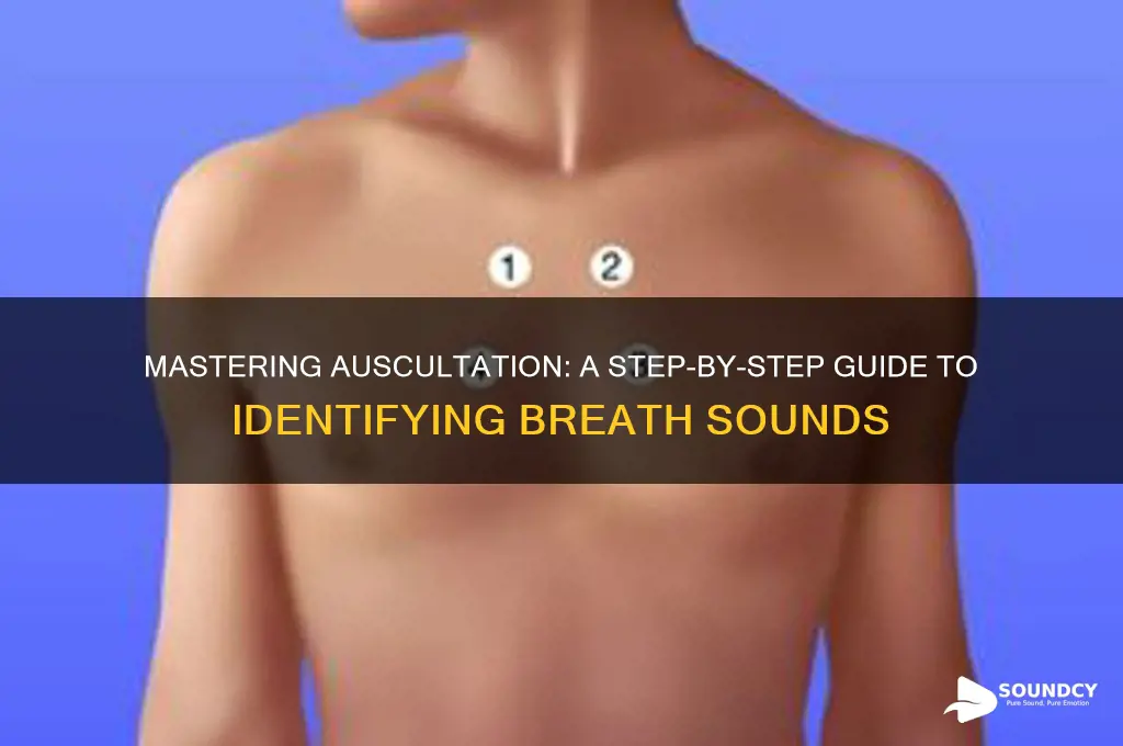 how to auscultate breath sounds