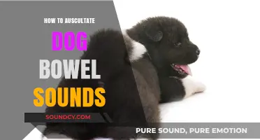 Mastering Auscultation: A Guide to Listening to Dog Bowel Sounds