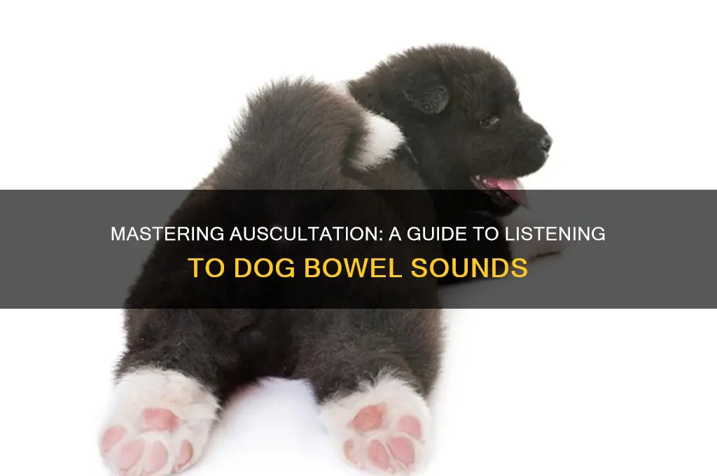 how to auscultate dog bowel sounds