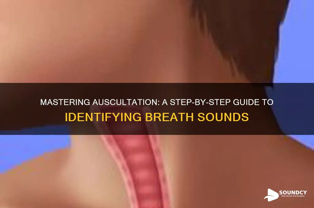 how to auscultate for breath sounds