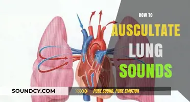 Mastering Auscultation: A Step-by-Step Guide to Identifying Lung Sounds