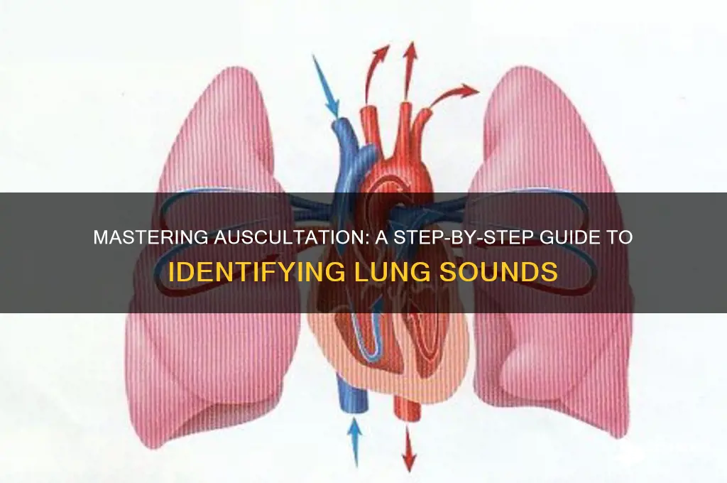 how to auscultate lung sounds