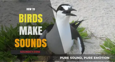 Understanding Bird Communication: How Birds Produce Their Unique Sounds