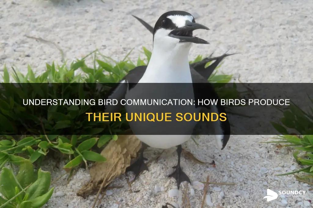 how to birds make sounds