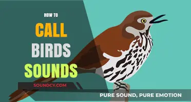 Mastering Bird Calls: Techniques to Mimic and Attract Avian Sounds