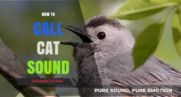 Mastering the Art of Calling Cats: Perfecting the Purr-fect Sound