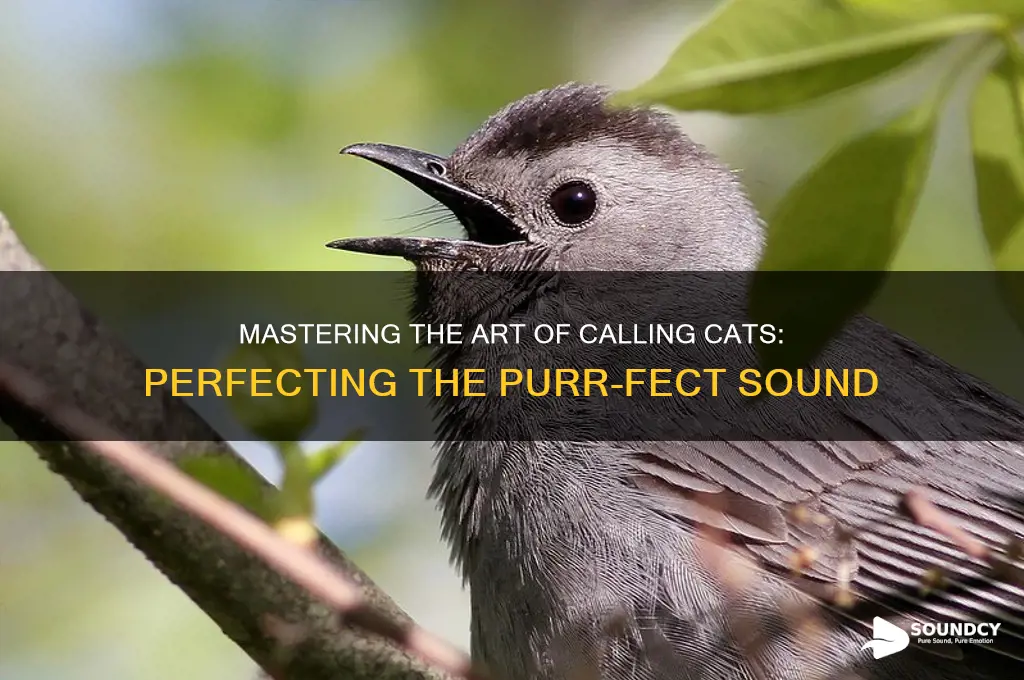 how to call cat sound