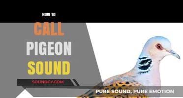 Mastering Pigeon Calls: A Guide to Mimicking Their Unique Sounds
