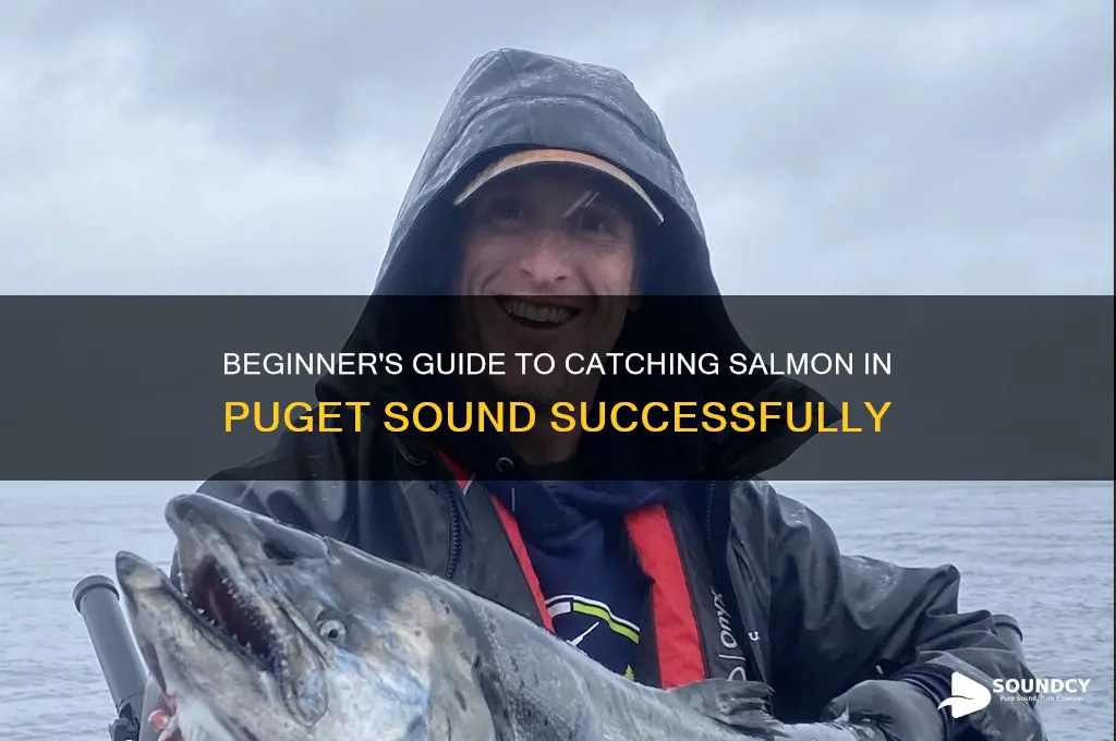 how to catch salmon in puget sound for beginners