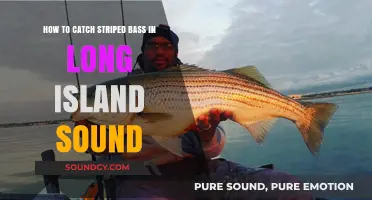 Mastering Striped Bass Fishing in Long Island Sound: Tips & Techniques