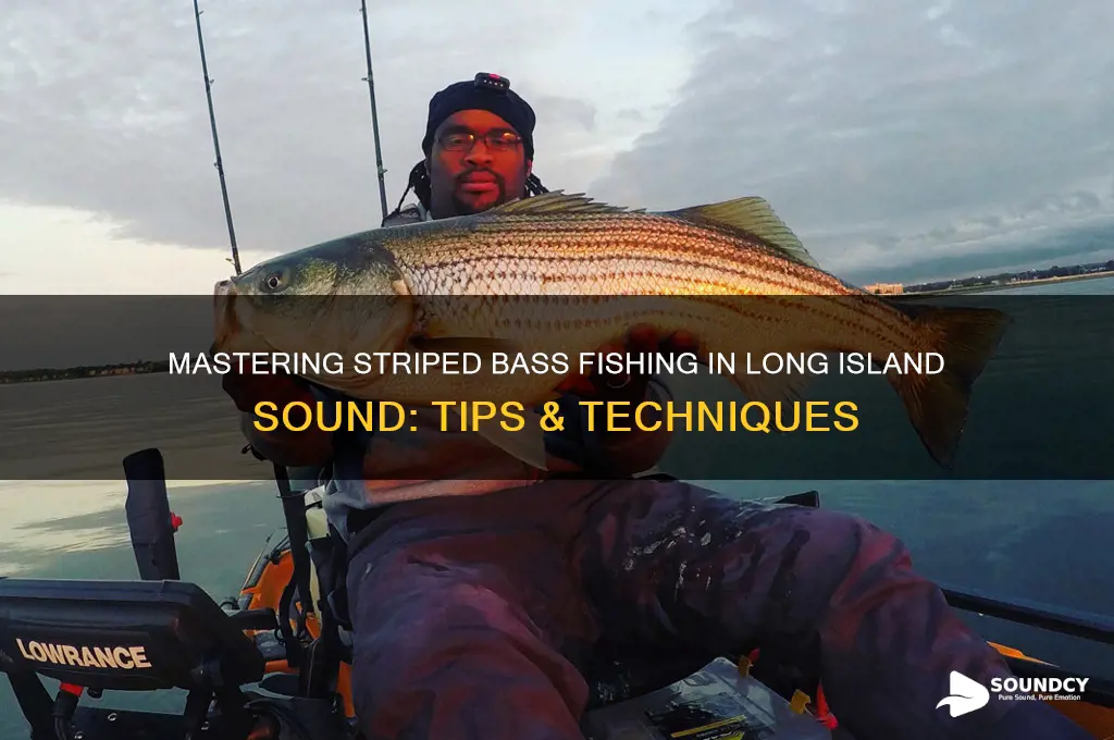 how to catch striped bass in long island sound