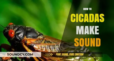 Unveiling the Buzz: How Cicadas Create Their Unique Sounds
