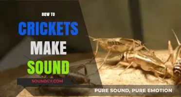 Unveiling the Science: How Crickets Create Their Distinctive Chirping Sounds