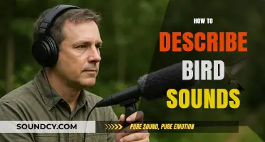 Mastering Bird Language: A Beginner's Guide to Describing Bird Sounds