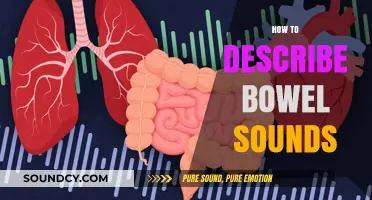 Understanding Bowel Sounds: A Comprehensive Guide to Accurate Description