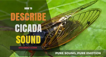 Captivating Cicada Symphony: Decoding the Unique Buzz of Nature's Noisy Insects