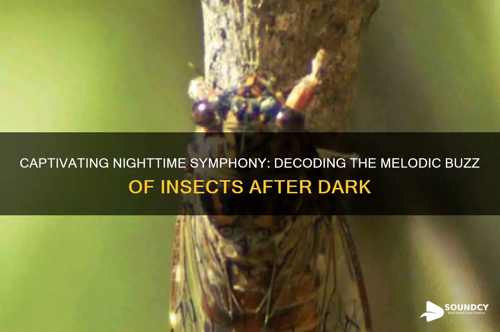 how to describe the sounds of insects at night