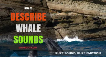 Decoding the Majestic Language: How to Describe Whale Sounds