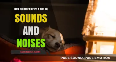 Effective Techniques to Desensitize Your Dog to Sounds and Noises