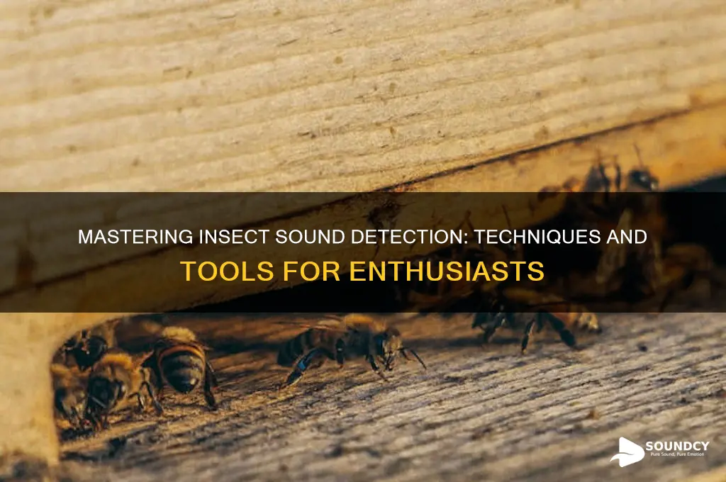 how to detect insect sounds