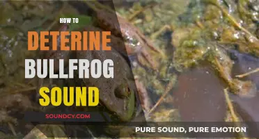 Identifying Bullfrog Calls: A Beginner's Guide to Their Unique Sounds