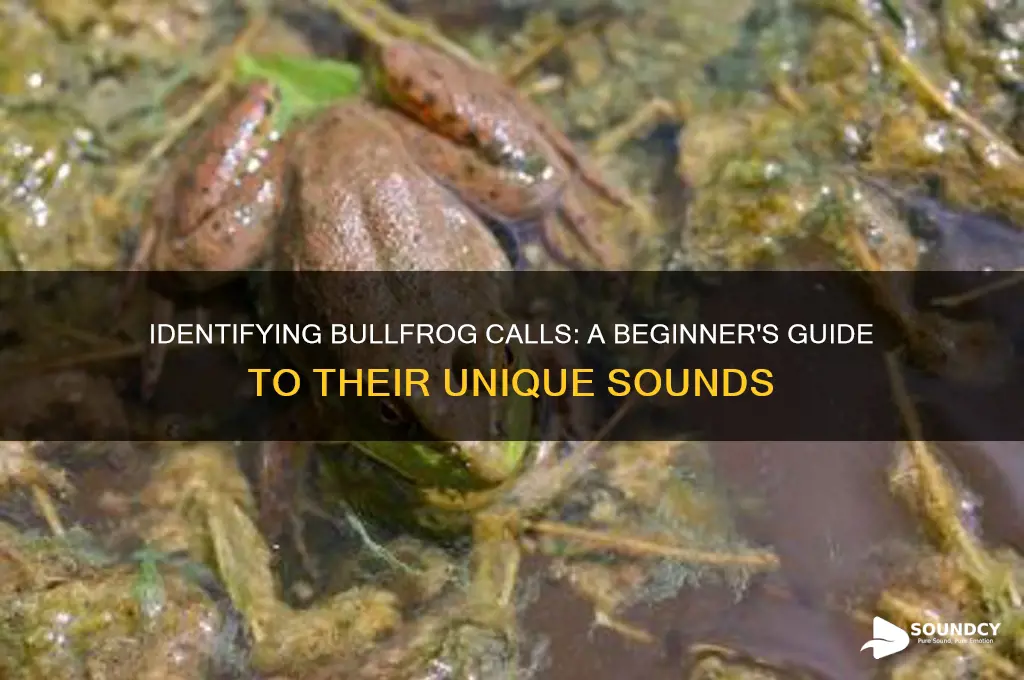 how to deterine bullfrog sound