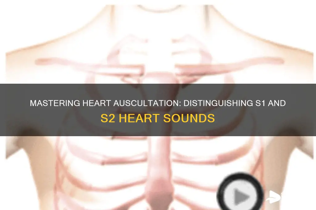 how to differentiate between s1 and s2 heart sounds