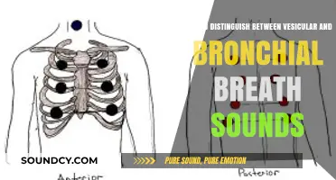 Vesicular vs. Bronchial Breath Sounds: Key Differences and Identification Tips