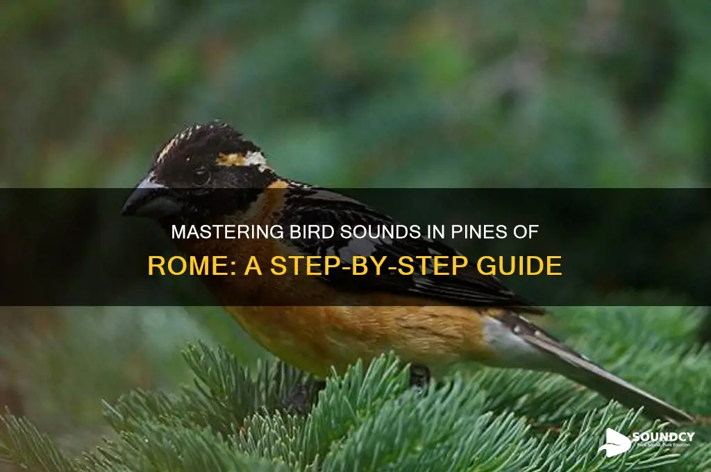 how to do bird sounds in pines of rome