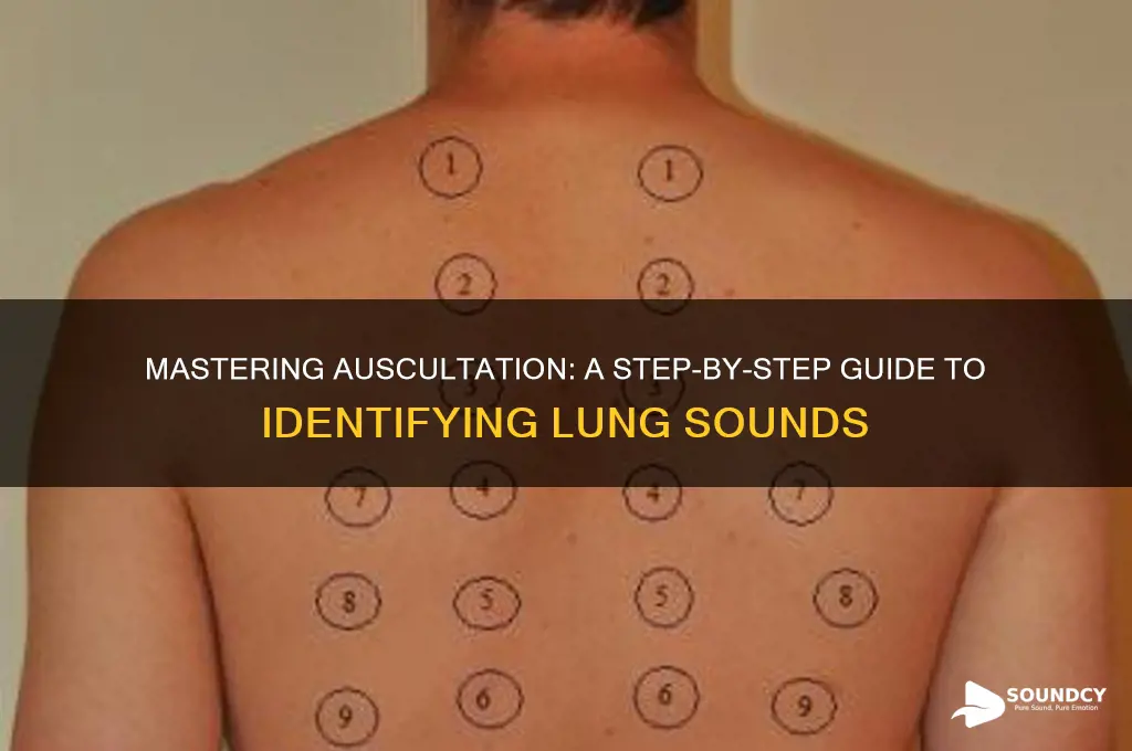 how to find lung sounds