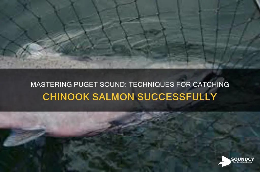 how to fish for chinook salmon in puget sound