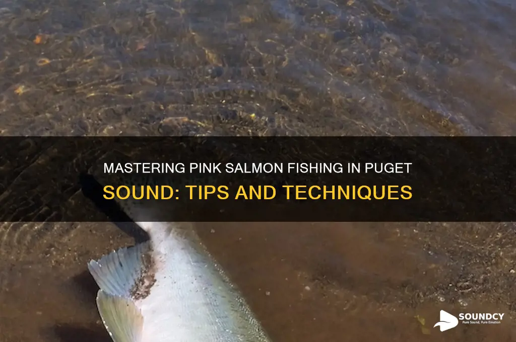 how to fish for pink salmon in puget sound