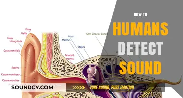 Unraveling the Science: How Humans Detect and Process Sound Waves
