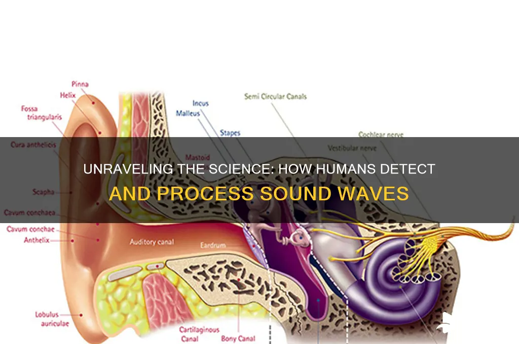 how to humans detect sound