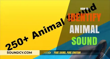 Mastering the Art of Identifying Animal Sounds in Nature