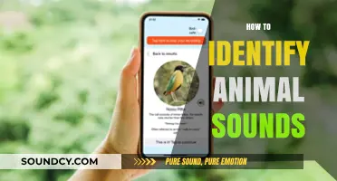 Mastering the Art of Recognizing and Decoding Animal Sounds in Nature
