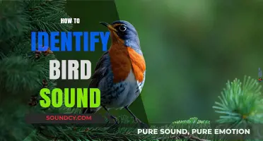 Master Birdsong Identification: Tips to Recognize and Understand Bird Sounds