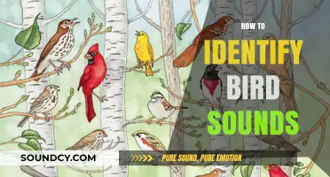 Master Birding: Essential Tips to Identify Bird Sounds Easily
