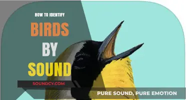 Birdsong: Identifying Birds by Their Tunes