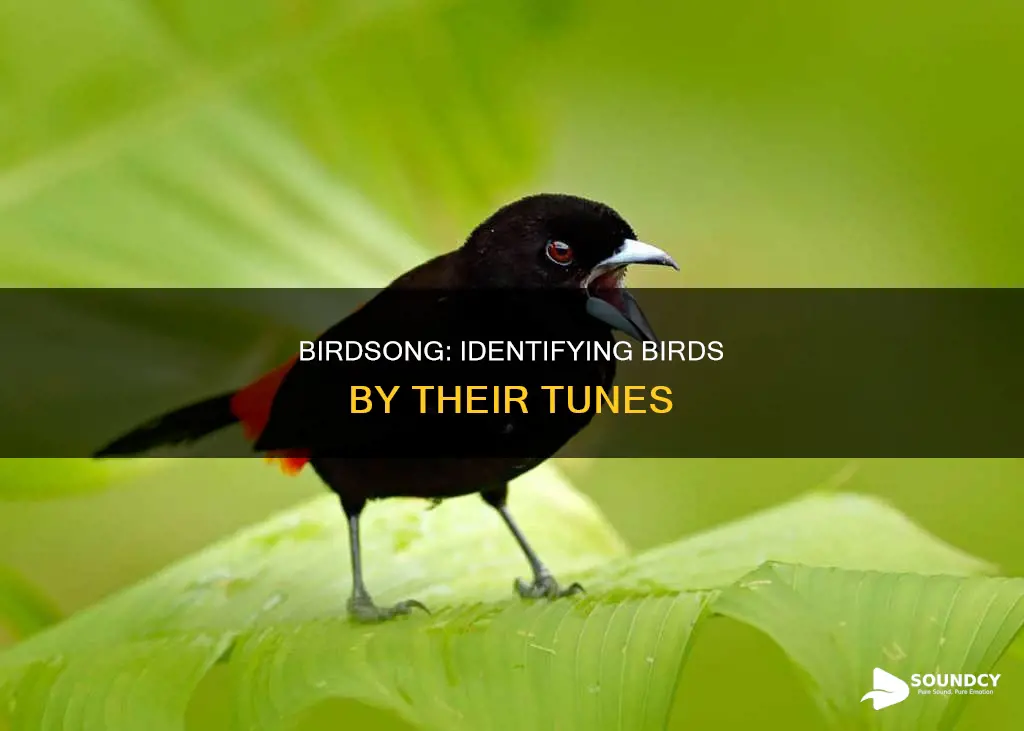 how to identify birds by sound