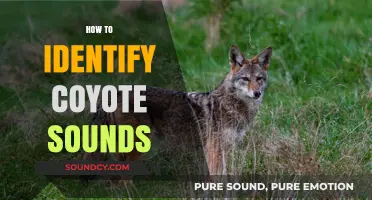 Mastering Coyote Calls: A Guide to Identifying Their Unique Sounds