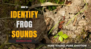 Mastering the Art of Identifying Frog Sounds in Nature