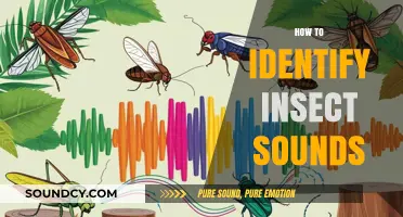 Mastering the Art of Identifying Insect Sounds in Nature