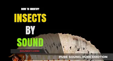 Insect Identification: Tuning into Nature's Soundscape