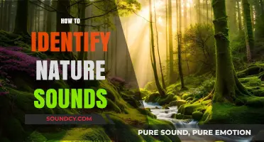 Mastering the Art of Identifying Nature Sounds: A Beginner's Guide